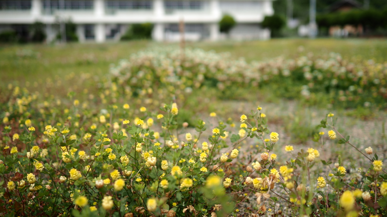 校庭の野草と虫たち
