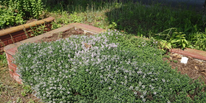ローズゼラニュームの花壇