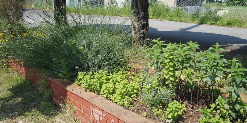 寄せ植えの花壇