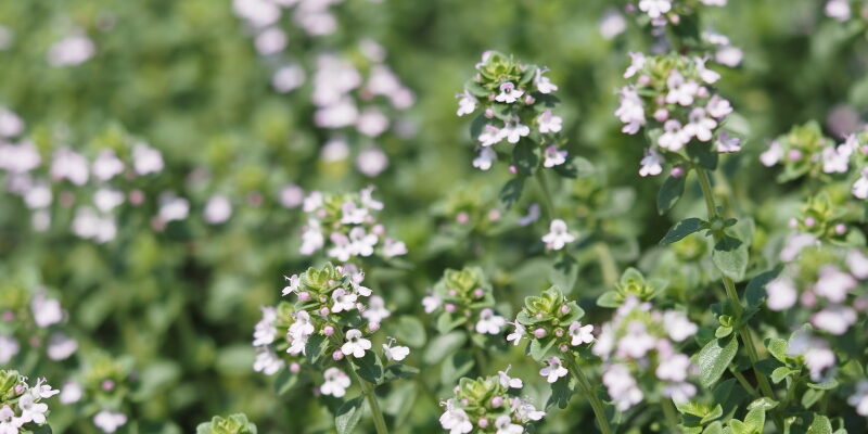ローズゼラニュームの花