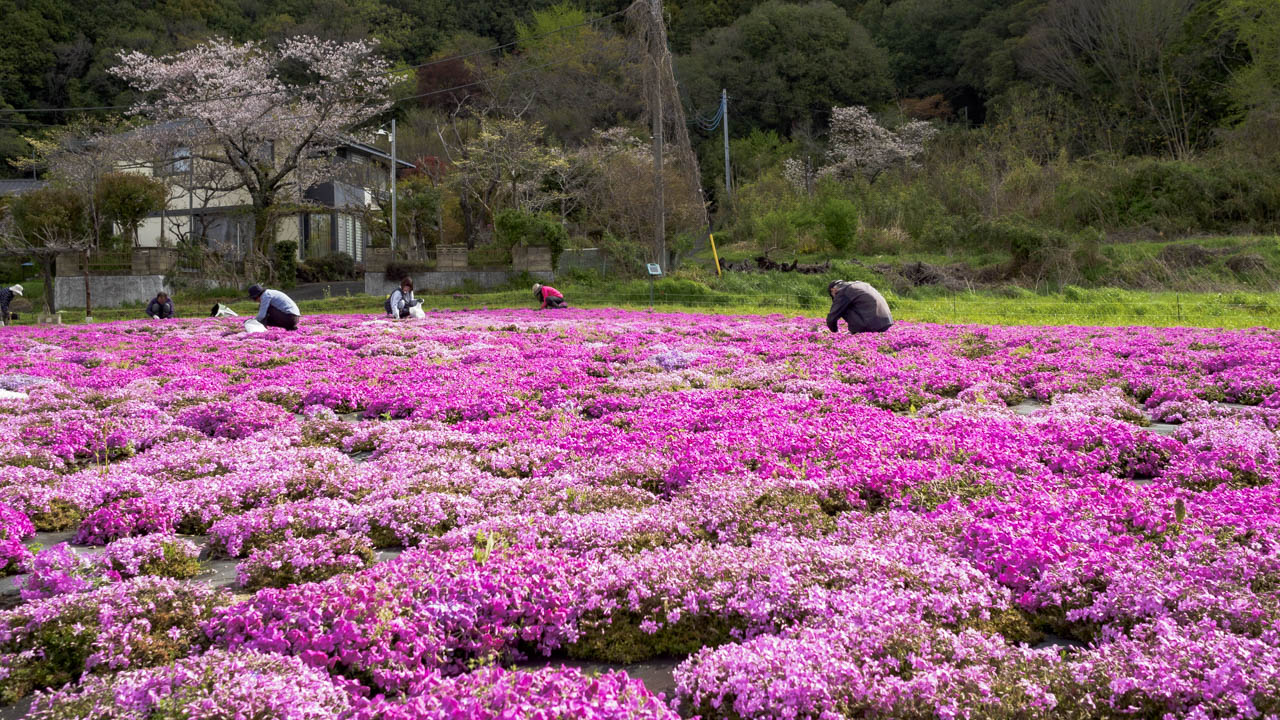 芝桜がつないだご縁