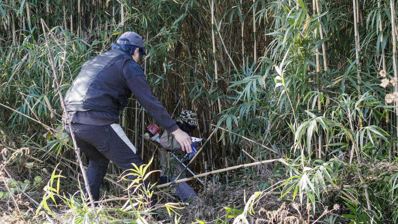 餅焼きの篠取り - どんど焼き