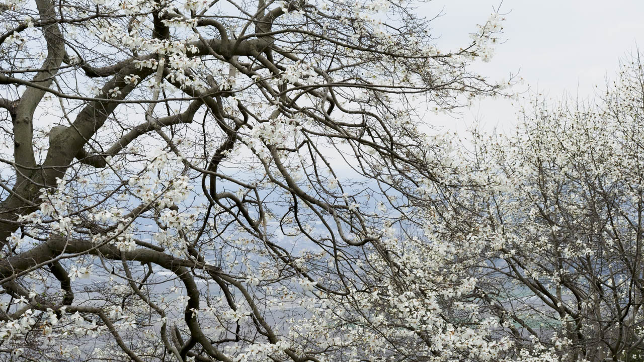 コブシに会いに
