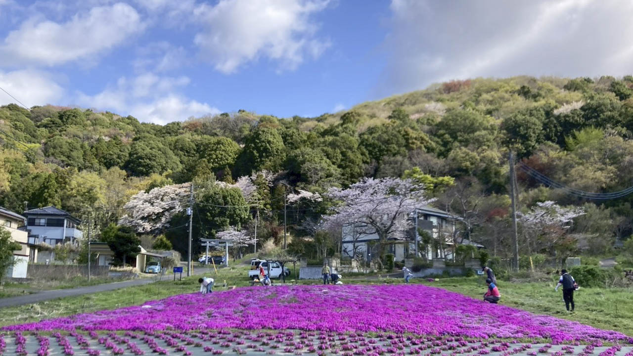 里山の芝桜