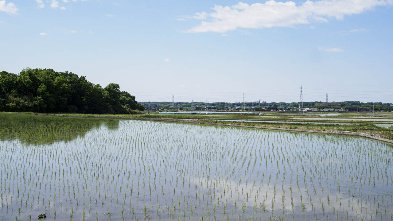 田植えの季節 - 小田の棚田の風景